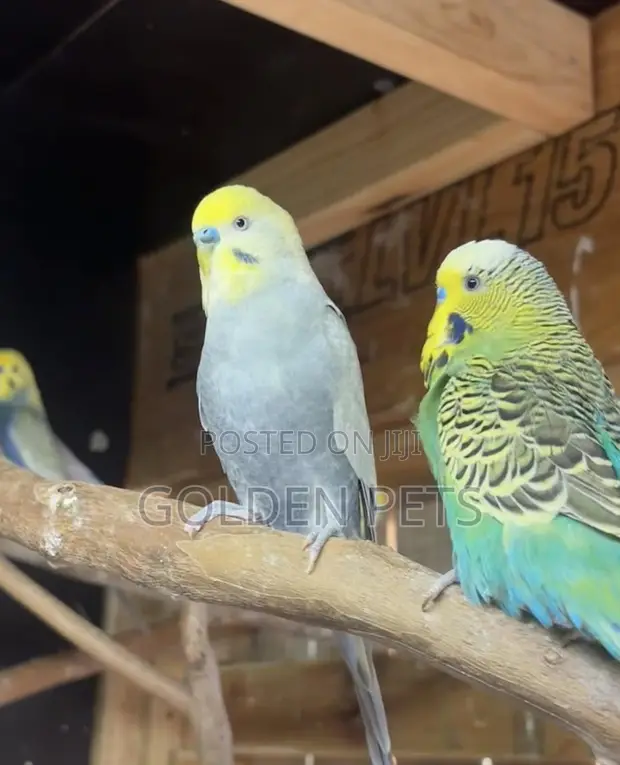 Budgies Available - KES 3,000 - 1
