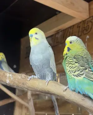Budgies Available - KES 3,000