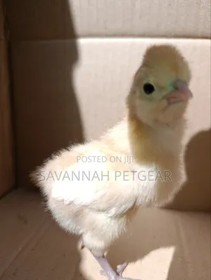 Vifaranga wa Mapambo: Polish, Buff Orpington, Silkie