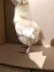 Vifaranga wa Mapambo: Polish, Buff Orpington, Silkie - 2