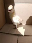 Vifaranga wa Mapambo: Polish, Buff Orpington, Silkie - 3