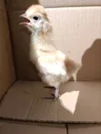 Vifaranga wa Mapambo: Polish, Buff Orpington, Silkie - 4
