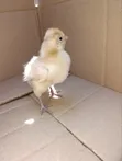 Vifaranga wa Mapambo: Polish, Buff Orpington, Silkie - 5