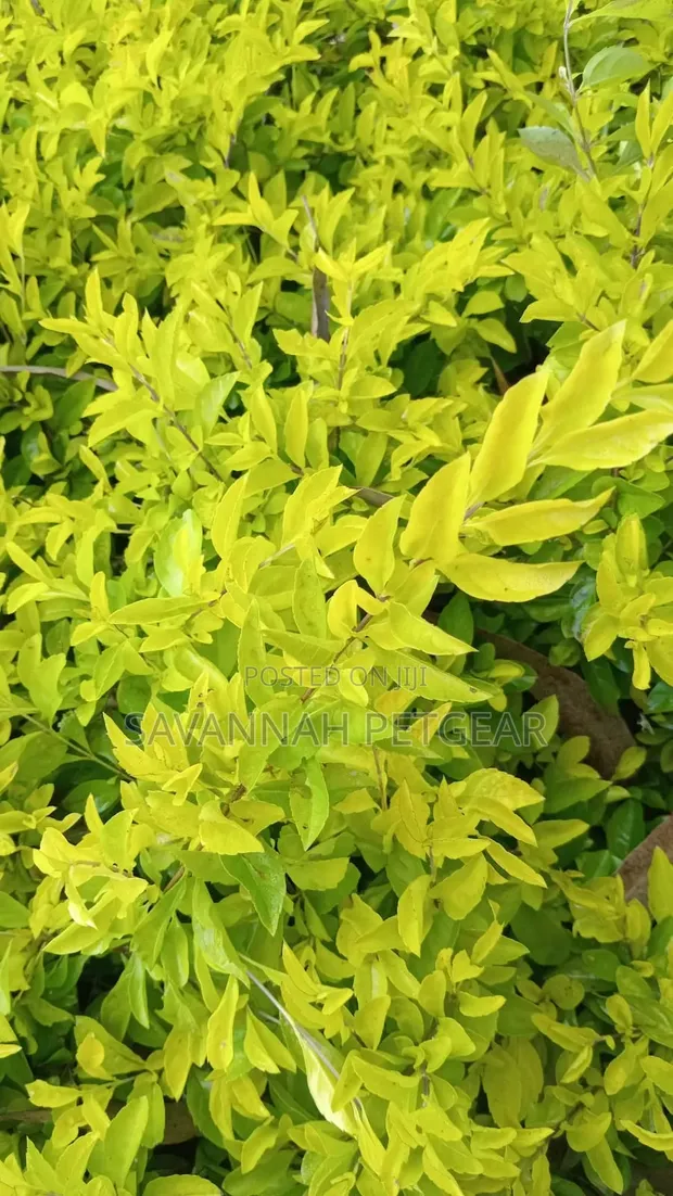 Golden Duranta Shrub (Duranta Erecta 'Gold Mound') - 1