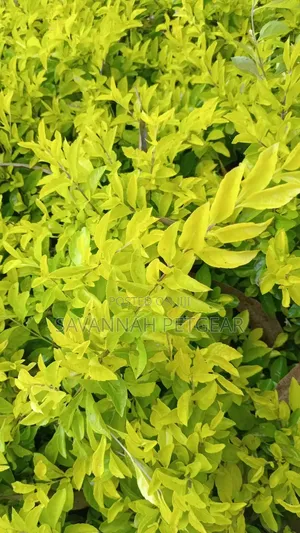 Golden Duranta Shrub (Duranta Erecta 'Gold Mound')