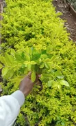 Golden Duranta Shrub (Duranta Erecta 'Gold Mound') - 2