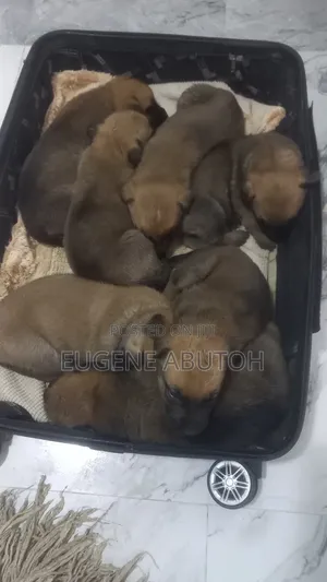 Mbwa wa Kiume Mchanganyiko wa German Shepherd (0-1 Mwezi)