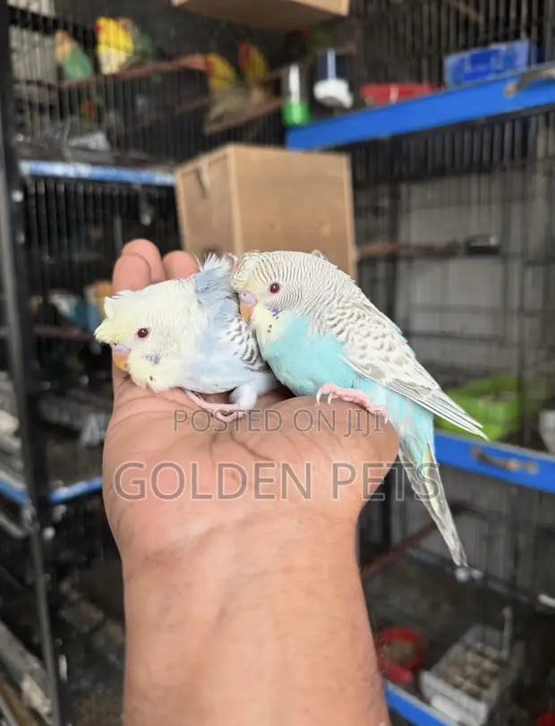 Budgies Wanapatikana - 1