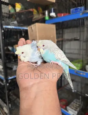 Budgies Wanapatikana