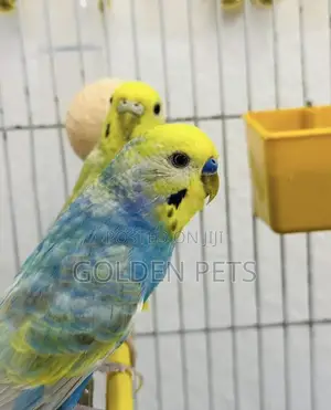 Budgies Available - Healthy Birds