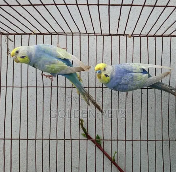 Budgies Afya Zinapatikana - 1