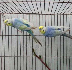 Healthy Budgies Available