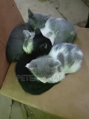 Female Mixed Breed American Shorthair Kittens