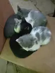 Kitten wa Kike wa Mchanganyiko wa American Shorthair - 1