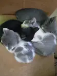 Kitten wa Kike wa Mchanganyiko wa American Shorthair - 2