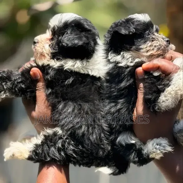1-3 Month Male Purebred Havanese Puppy - 1