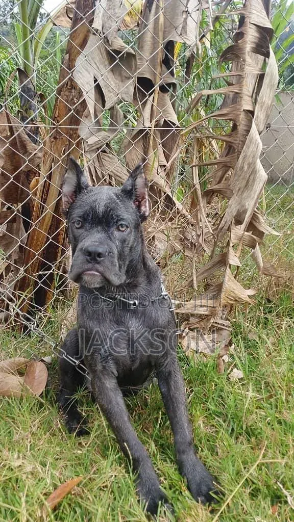 Purebred Cane Corso Female Puppy (3-6 Months) - 1