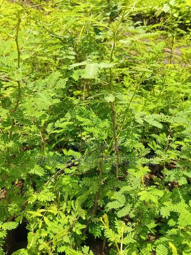Acacia Xanthophloea (Fever Tree) Seedlings - 10 Pack - 1
