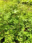 Miti ya Acacia Xanthophloea (Fever Tree) - Pakiti 10 - 1