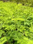 Miti ya Acacia Xanthophloea (Fever Tree) - Pakiti 10 - 2
