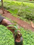 Miti ya Acacia Xanthophloea (Fever Tree) - Pakiti 10 - 4