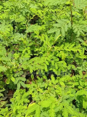 Acacia Xanthophloea (Fever Tree) Seedlings - 10 Pack