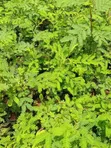 Miti ya Acacia Xanthophloea (Fever Tree) - Pakiti 10 - 5