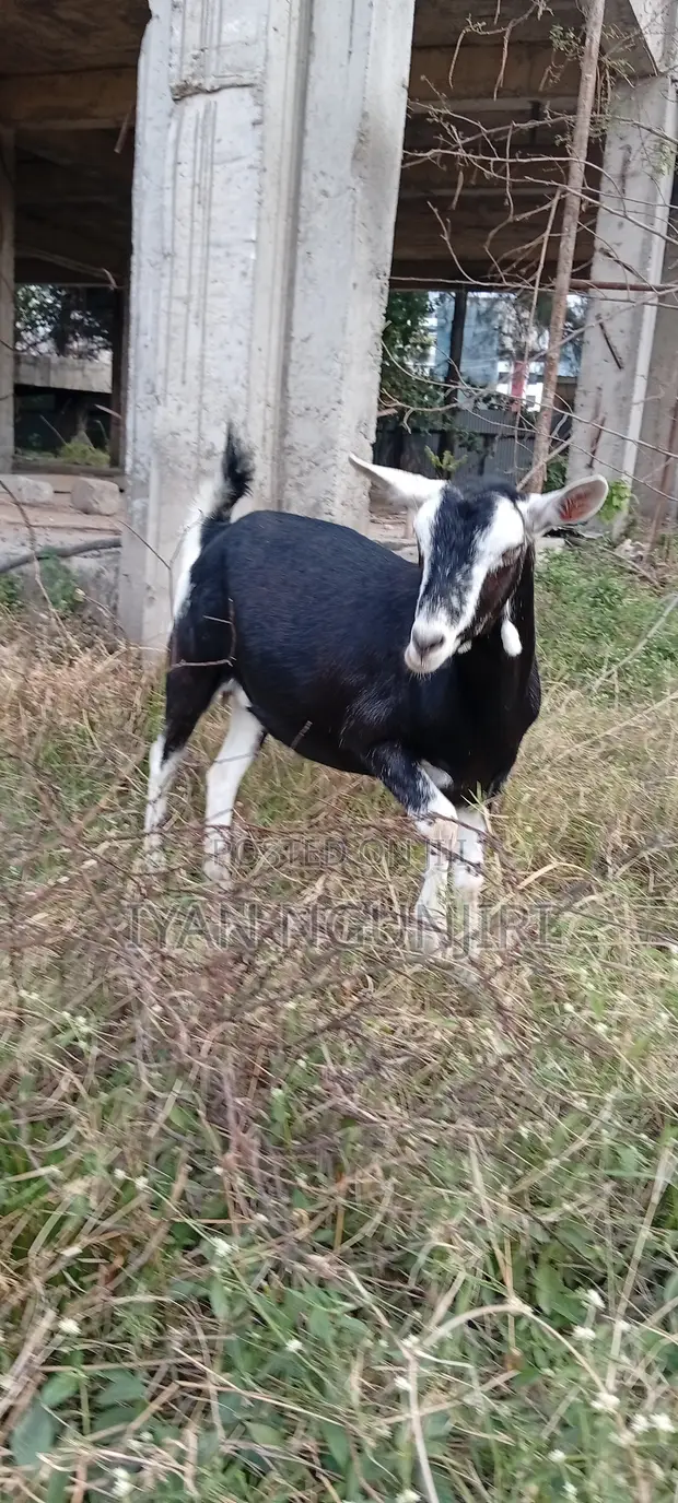 Dairy Goats Available - 1