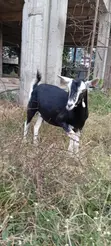 Dairy Goats Available - 1