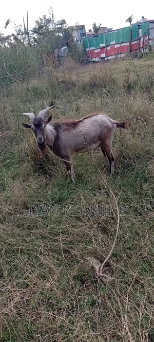 Mbuzi wa Maziwa Wanapatikana