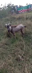 Dairy Goats Available - 2