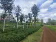 Viwanja vya Kifahari vya 1/8 Eka Vilivyohudumiwa kwa Uuzaji Ruiru, Oaklands - 5