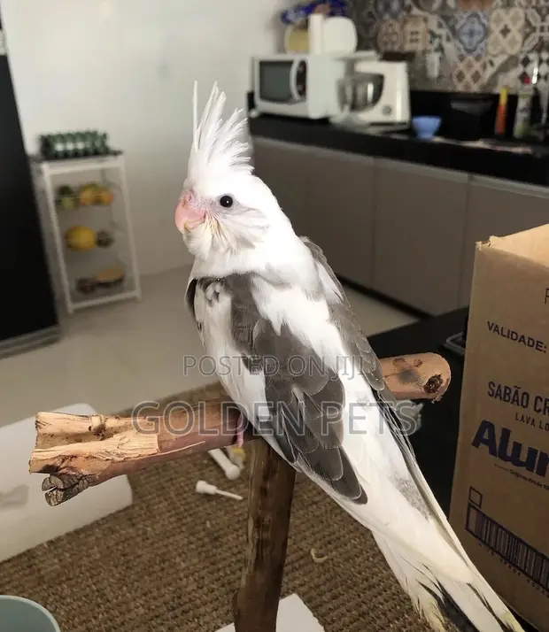 Young Male Cockatiel - 1