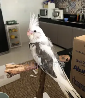 Kinda Changavu Kiume