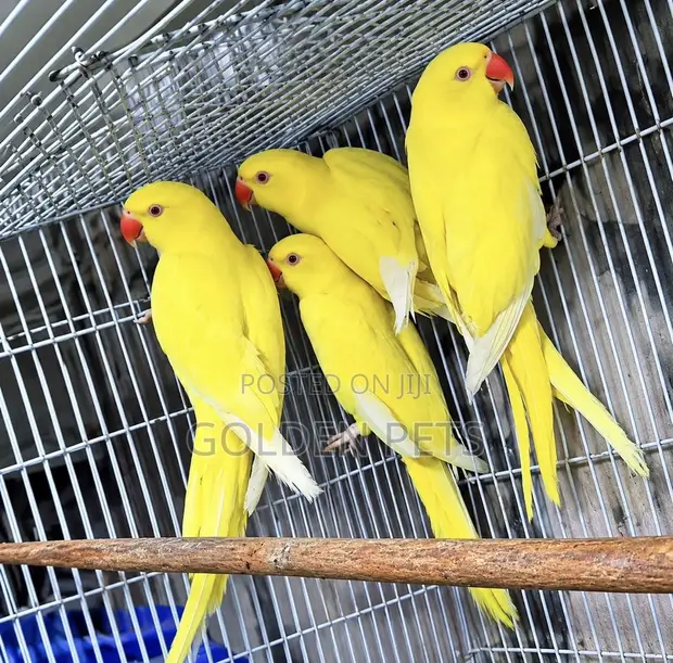 Lutino Indian Ringnecks - 1
