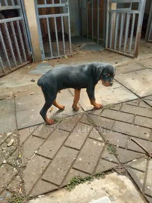 Purebred Rottweiler Puppy, 3-6 Months Male