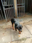 Purebred Rottweiler Puppy, 3-6 Months Male - 2