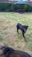 Purebred Rottweiler Puppy, 3-6 Months Male - 3