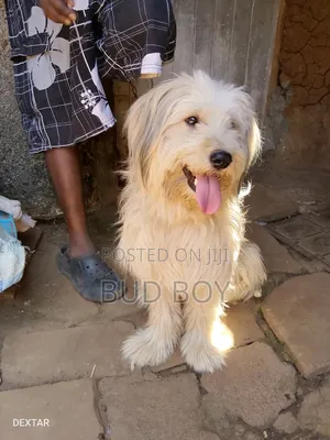 Purebred Male Maltese, 1+ Year Old