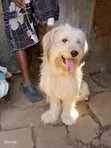 Purebred Male Maltese, 1+ Year Old - 1