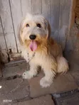 Purebred Male Maltese, 1+ Year Old - 2