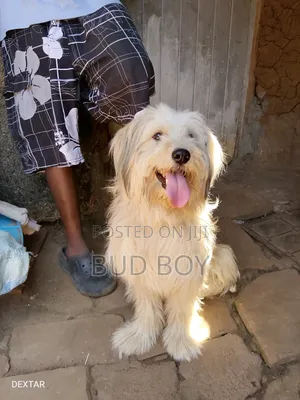 Purebred Male Maltese, 1+ Year Old