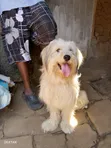 Purebred Male Maltese, 1+ Year Old - 3