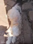 Purebred Male Maltese, 1+ Year Old - 4