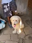 Purebred Male Maltese, 1+ Year Old - 5
