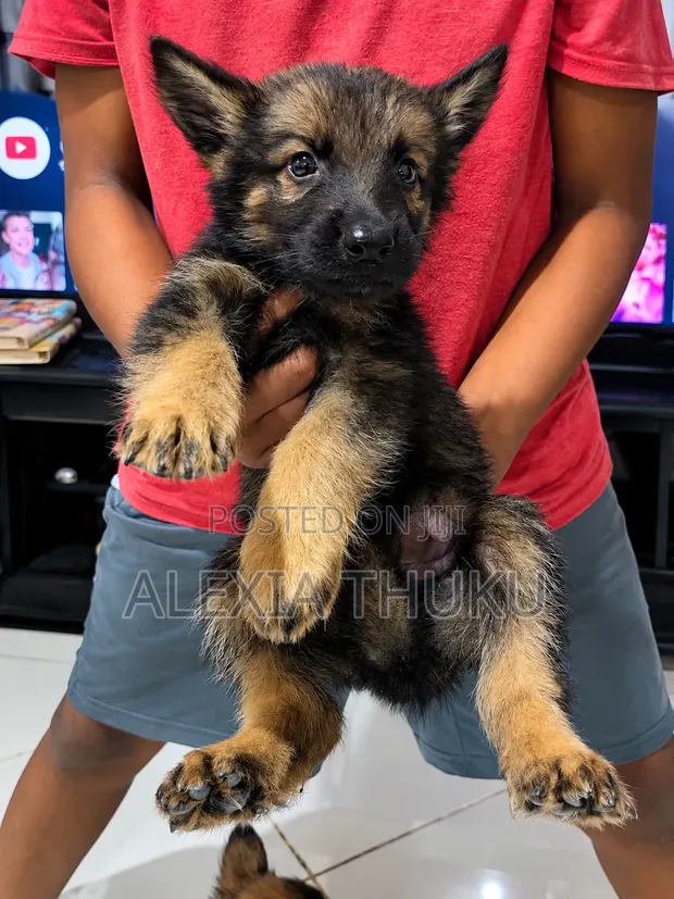 Female Mixed Breed German Shepherd Puppy (1-3 Months) - 1