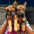 Female Mixed Breed German Shepherd Puppy (1-3 Months) - 2