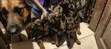 Female Mixed Breed German Shepherd Puppy (1-3 Months) - 4