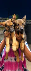Female Mixed Breed German Shepherd Puppy (1-3 Months) - 5
