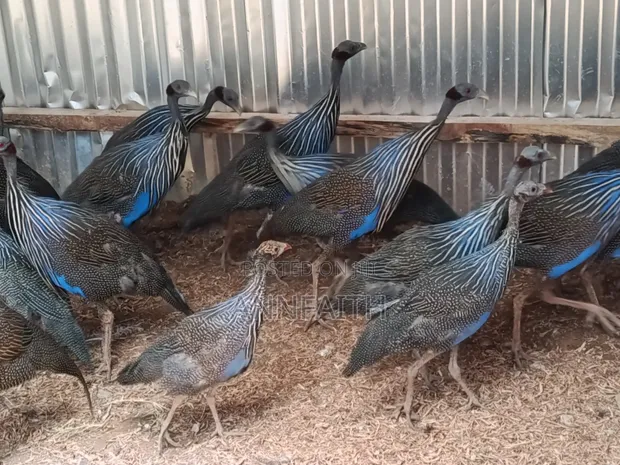 Vulturine Guinea Fowls - Young & Mature Available - 1